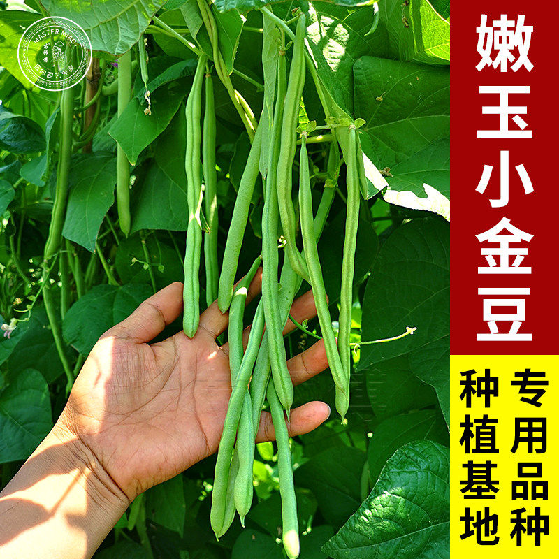 嫩玉豌豆小金豆种子豆仁甜脆青豌豆种籽四季豆蔬菜孑农用豆角籽种