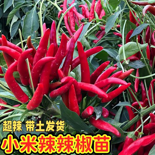 辣椒苗小米辣秧苗带土四季种植品种好老品种泡椒苗阳台盆栽蔬菜苗