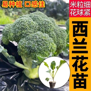 耐寒耐热小米粒西兰花苗秧种子青花菜籽春秋四季阳台盆栽带土蔬菜