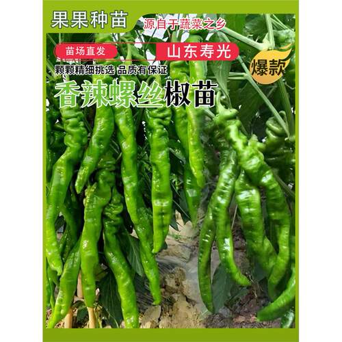 大果螺丝椒苗秧种子羊角