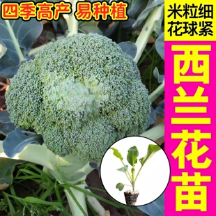 寿光小米粒西兰花苗秧耐寒优秀炎秀种子四季高产阳台盆栽花椰花菜