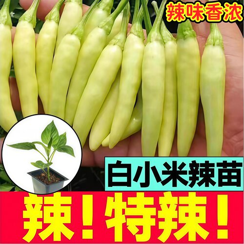 寿光特辣白小米辣苗秧带