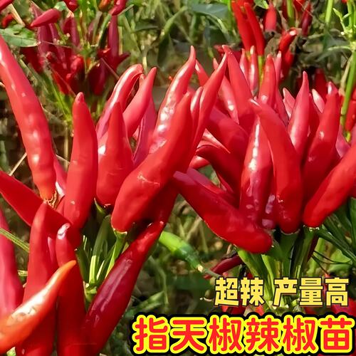 小米椒特辣指天椒超辣朝天椒l辣椒苗新鲜蔬菜红辣椒泡椒剁椒苗