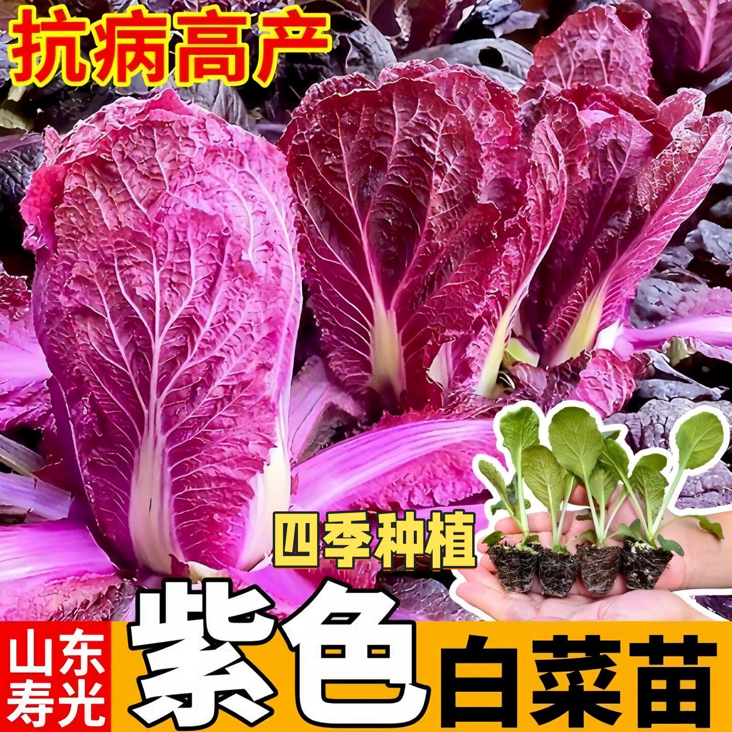正宗紫白菜苗秧四季紫罗