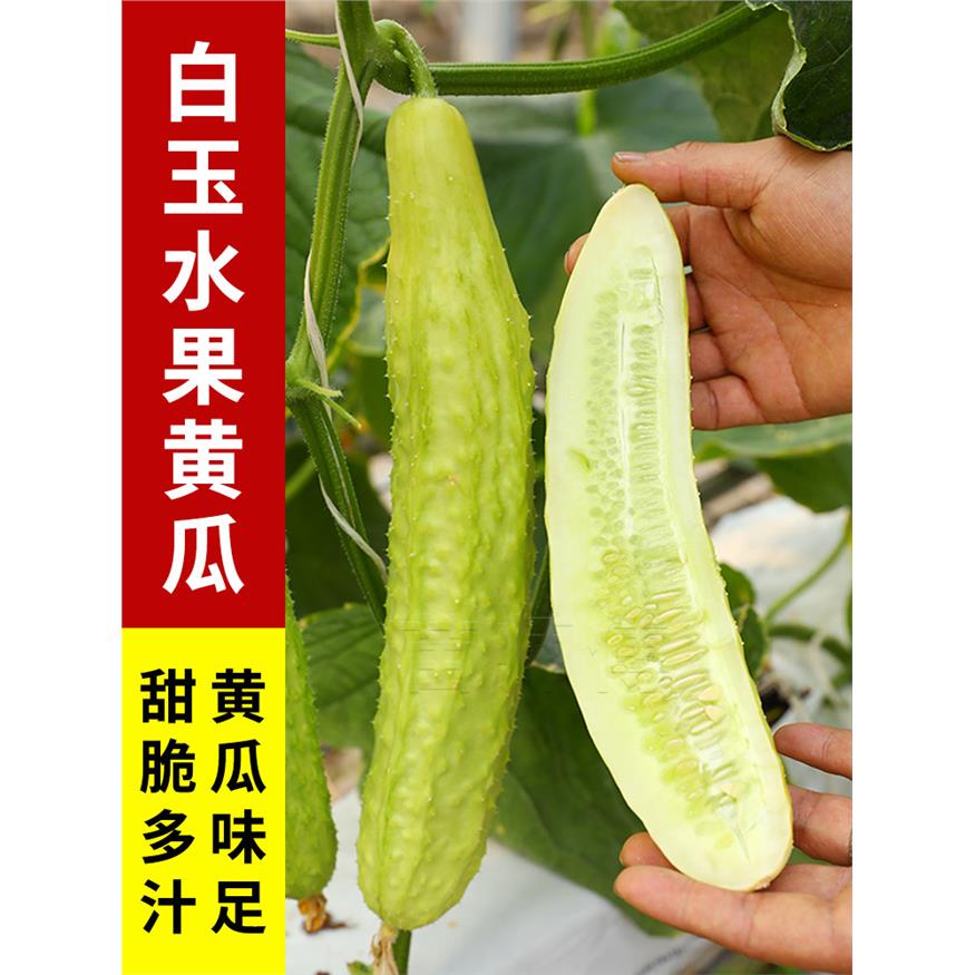 海阳白玉水果黄瓜种子奶图片