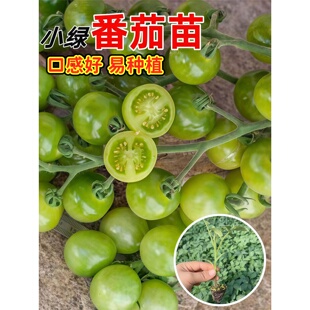 绿翡翠小绿番茄苗秧苗甜脆小西红柿幼苗盆栽种苗高产阳台蔬菜苗子