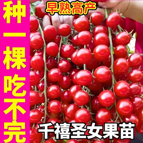 爆甜红千禧番茄苗秧皮薄