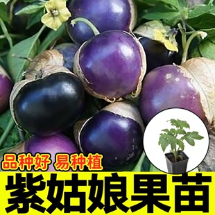 寿光观赏食用紫姑娘果苗秧高产大鼻子菇娘种子籽四季春秋盆栽庭院