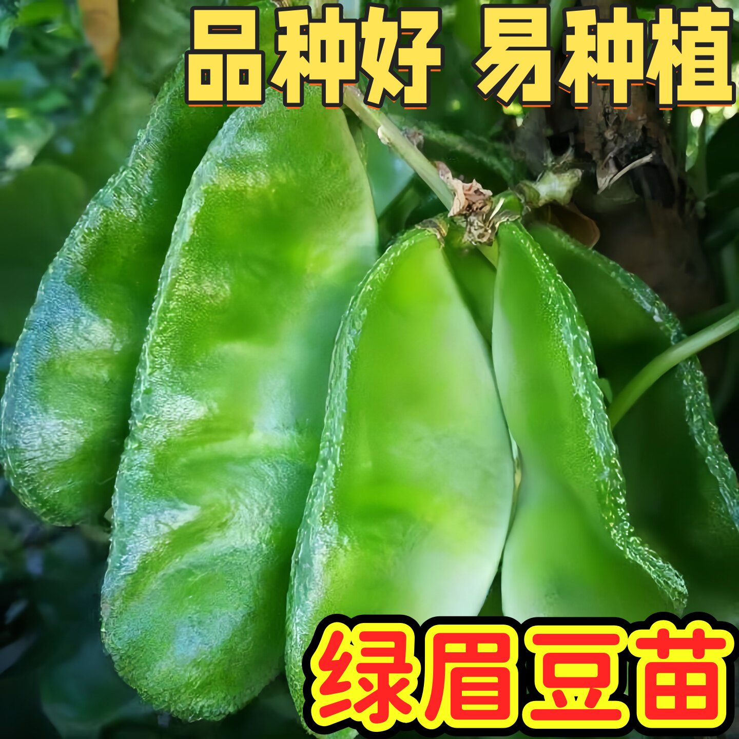 绿眉豆秧苗绿扁豆四季蛾眉豆角秧苗爬藤庭院阳台盆栽高产蔬菜秧苗