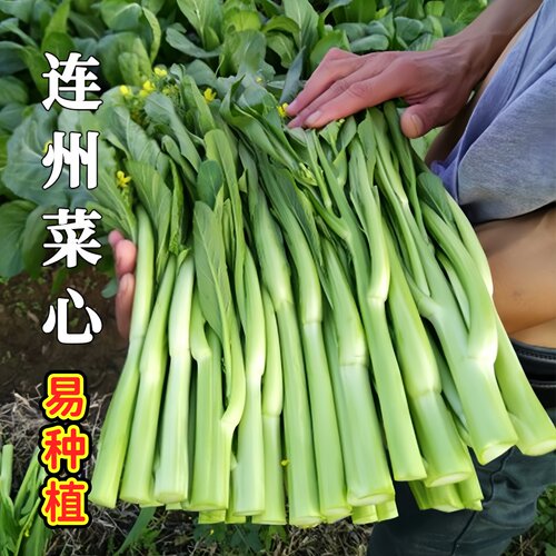 连州菜心种孑广东甜籽早