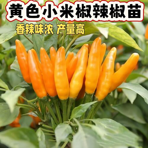 四季辣椒苗黄色小米椒辣椒苗超辣蔬菜泡椒香味浓郁早熟阳台盆栽苗