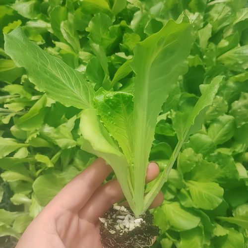 意大利生菜苗秧叶四季速