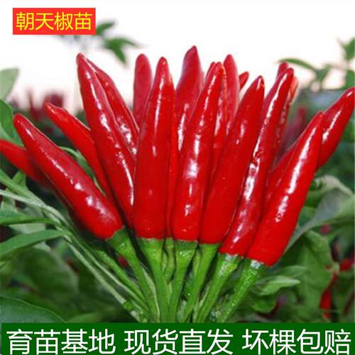 小米椒苗 朝天椒种籽苗 高产彩色簇生新鲜盆栽苗辣椒种子蔬菜苗秧