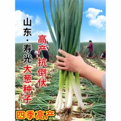 山东寿光大葱种子四季大田抗病高产东北葱种籽葱籽秋后菜种蔬菜孑