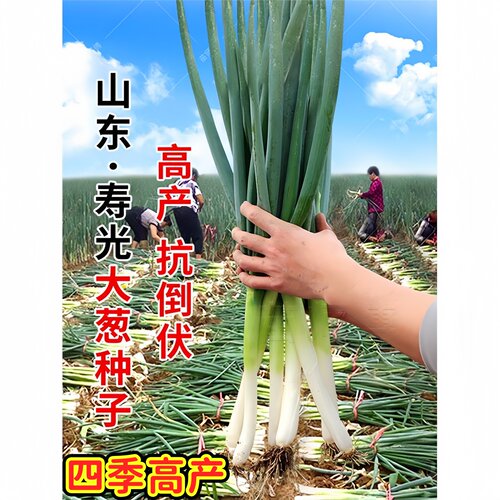 山东寿光大葱种子四季大