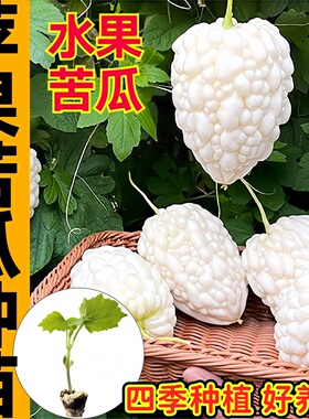 寿光正宗苹果苦瓜种子水果珍珠特大白玉苦瓜苗秧带土球蔬菜苗