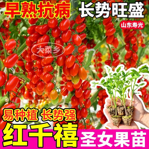 红千禧圣女果苗秧四季高