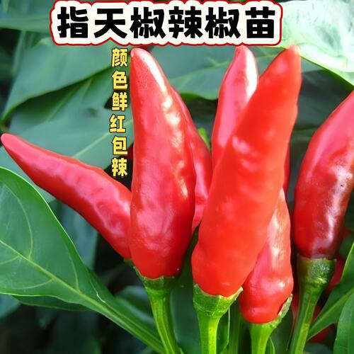小米辣椒天椒辛辣薄皮红辣椒易种植早熟小米椒朝指天椒辣椒苗直发