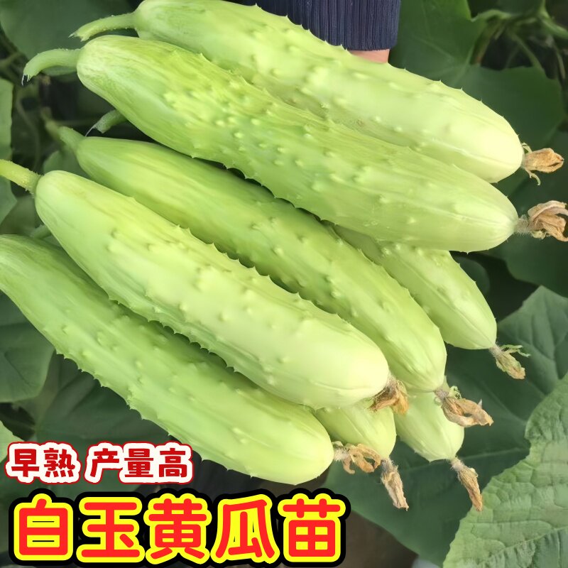 白玉黄瓜秧苗奶油黄瓜秧苗白皮水果黄瓜四季易种植原装正品好种植图片