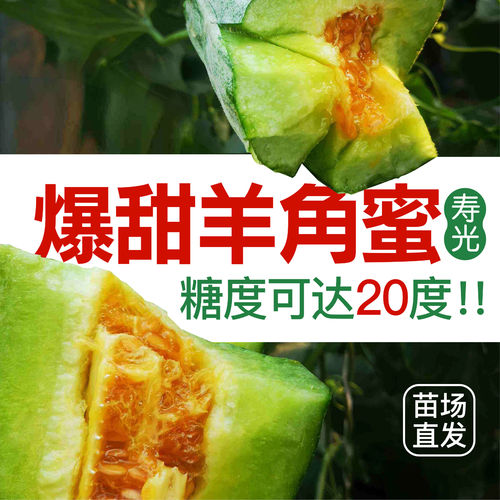 羊角蜜苗甜瓜种籽种子播