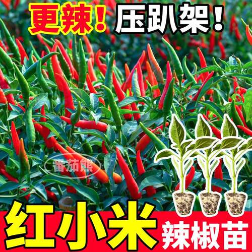 寿光特辣红小米辣椒苗秧