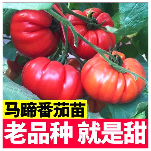 老品种马蹄番茄苗秧丑柿