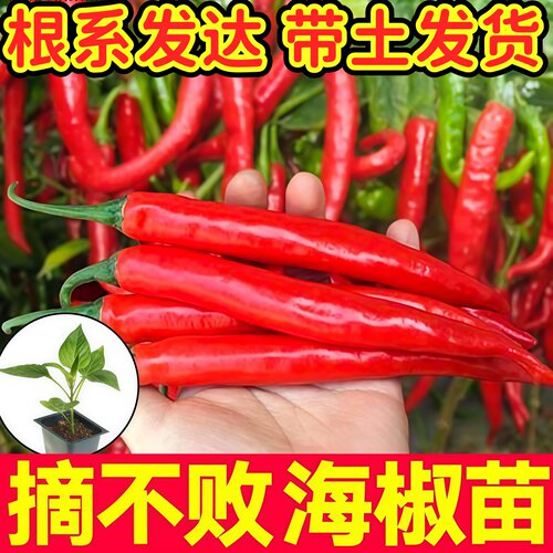 摘不败海椒秧苗带土球香