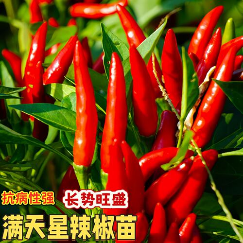 辣椒满天星辣椒苗盆栽小米辣四季结果好养活口感好果型好辣椒秧苗
