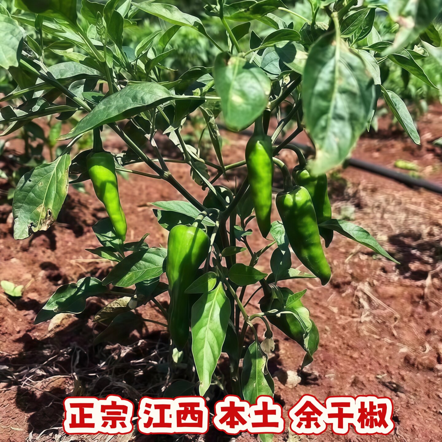 正宗江西余干辣椒苗秧苗四季带土高产盆栽丰收枫树本地土辣椒种子图片