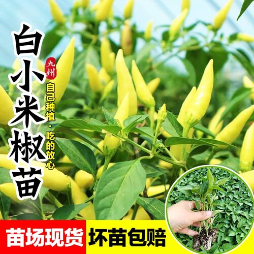 白小米椒苗超辣南方种植