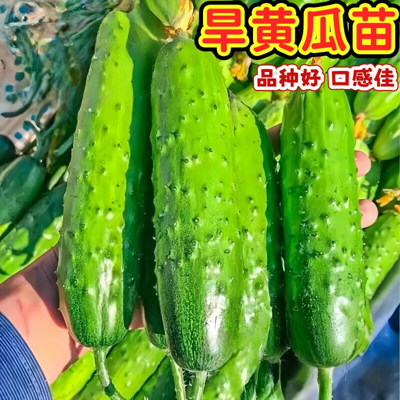 旱黄瓜苗秧苗东北玉女水果黄瓜种子孑早熟蔬菜种籽大全四季高产秋图片