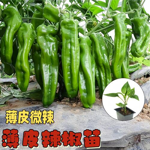 辣椒苗秧薄皮辣椒苗皱皮椒苗早熟高产阳台盆栽四季菜园蔬菜种植苗