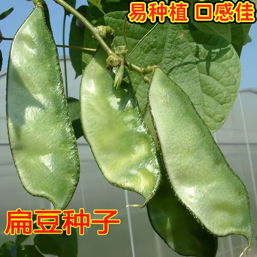 白扁豆种子红紫绿眉四季