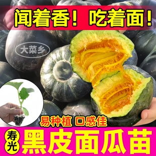 寿光黑皮面瓜苗秧高产黑面甜瓜种子香甜黄皮面瓜四季阳台盆栽种子