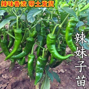 辣椒苗螺丝椒苗线 线椒辣妹子苗庭院种植尖椒苗菜椒苗薄皮椒苗泡
