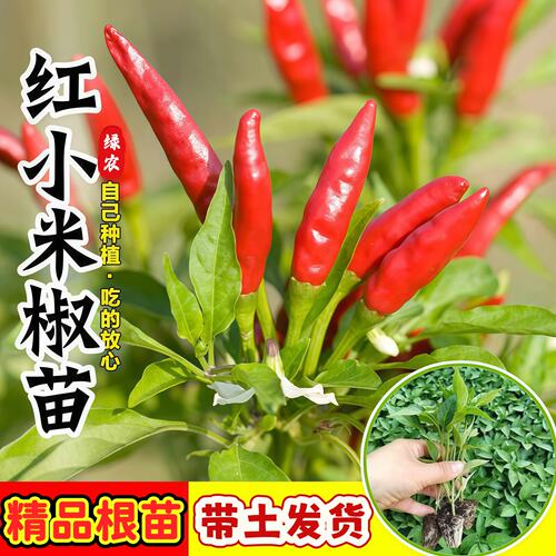 朝天椒苗辣椒秧苗超辣小米椒苗子高产簇生阳台盆栽南方种蔬菜苗孑