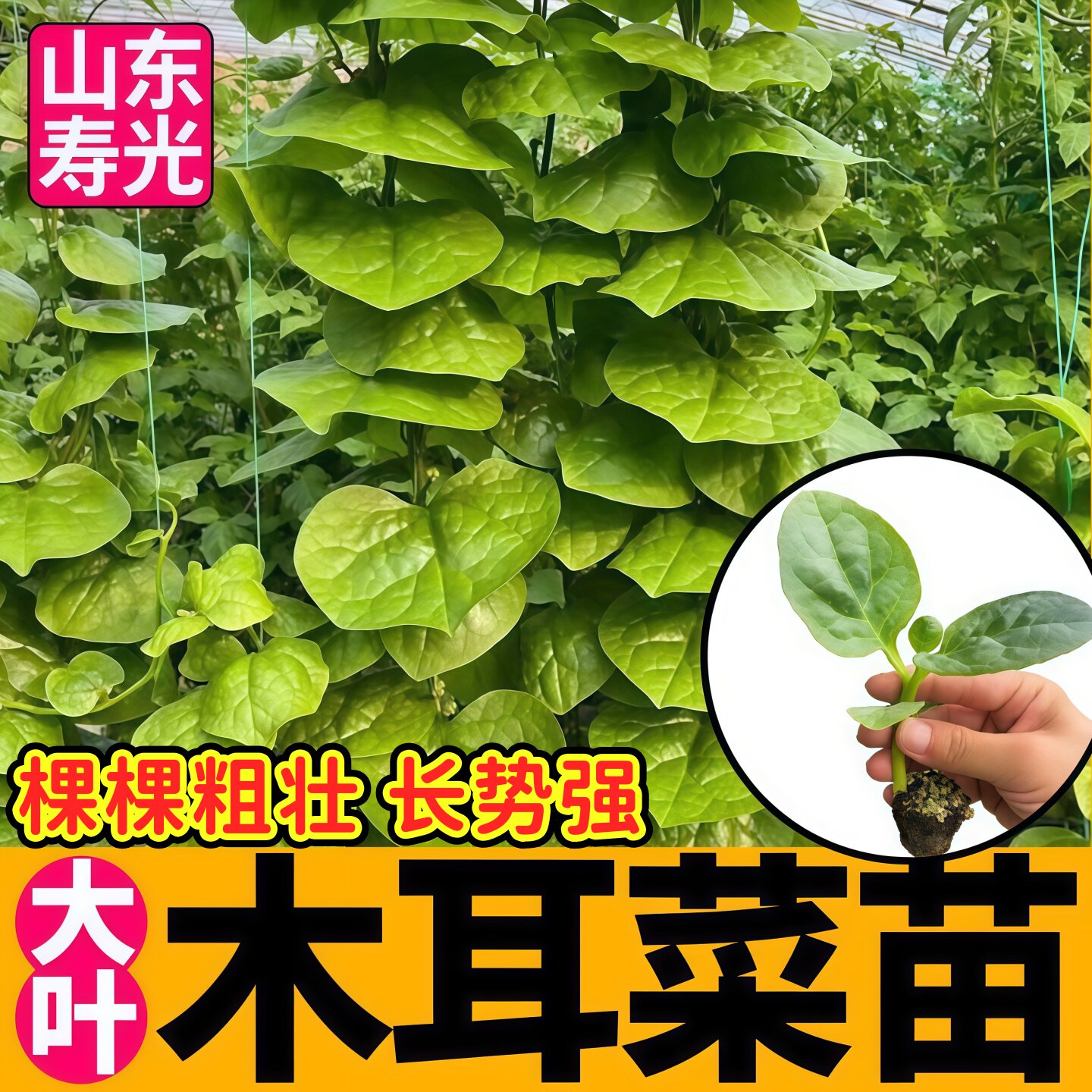 山东摘不败大圆叶木耳菜秧苗带土球高钙豆腐菜种子四季阳台盆栽苗