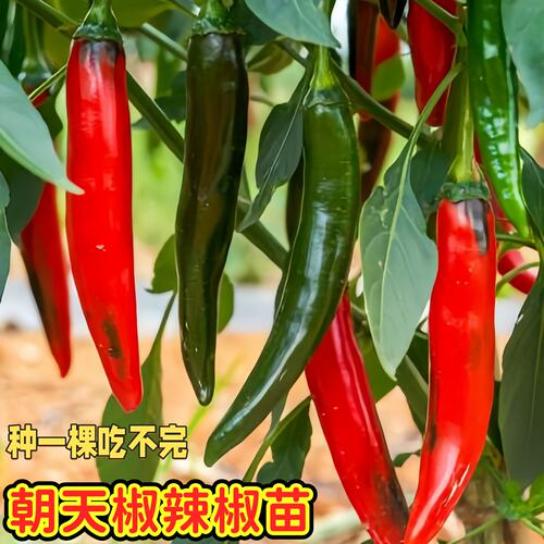 辣椒苗秧朝天椒苗辣味香浓小米辣杭椒盆栽蔬菜种籽孑秧苗籽种大全