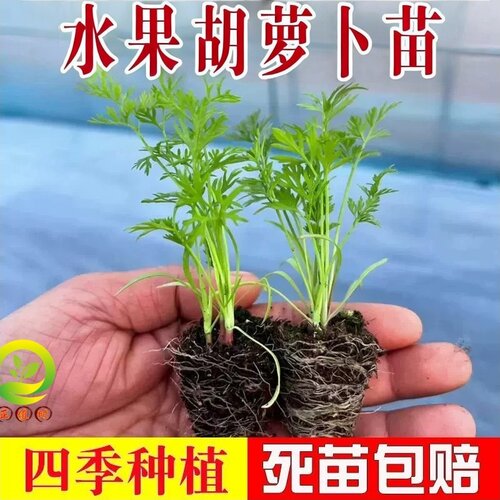 胡萝卜苗菜苗萝卜苗秧种植苗带土
