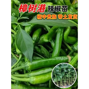 正宗樟树港辣椒秧苗香辣尖椒四季南方种阳台盆栽小菜园地栽蔬菜苗