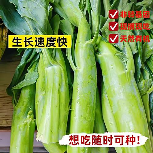 正宗鸡腿芥兰苗甜心芥蓝秧芥兰菜苗广东小芥兰芥兰菜种子幼苗带土