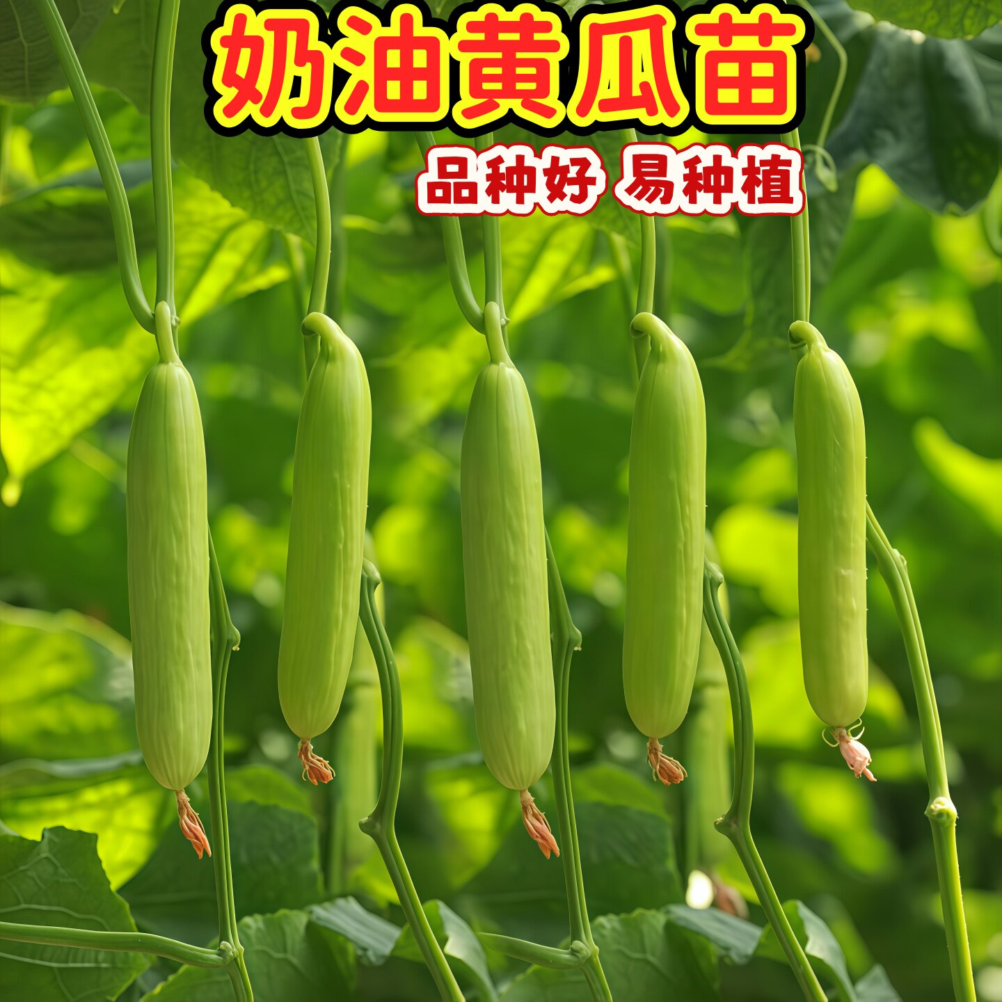 奶油黄瓜秧苗金棚白玉春季秋季早熟高产四季盆栽特色水果黄瓜秧苗图片