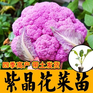 四季脆嫩紫晶一号菜花苗秧带土球紫花椰菜种子西兰花花菜蔬菜种苗