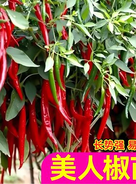 山东寿光香辣美人椒苗秧