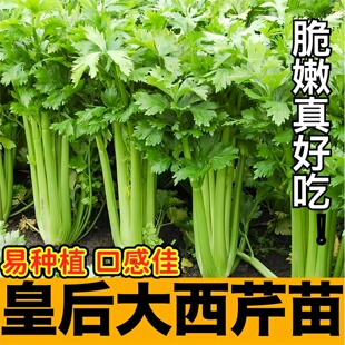 皇后西芹洋芹苗秧红黄小香芹实心蔬菜苗春秋四季盆栽高产根芹种子