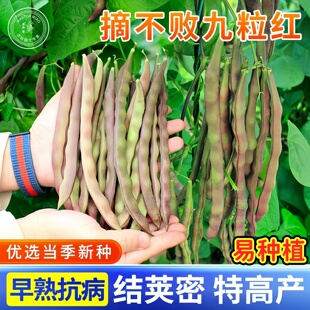 摘不败九粒红芸豆种子九粒白白不老苗四季豆种籽豆角架豆蔬菜孑