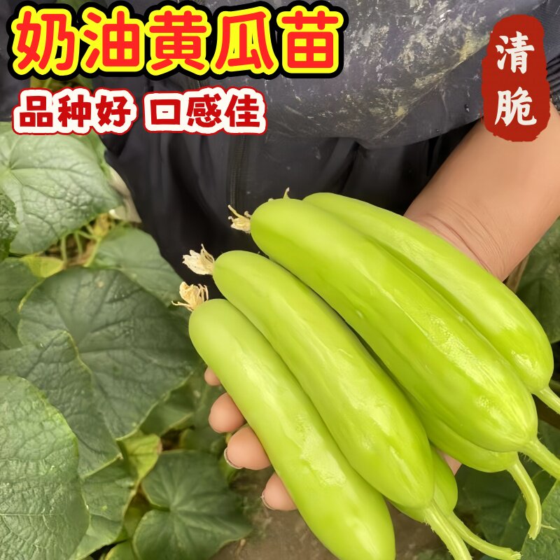 奶油水果黄瓜秧苗四季高产早熟白玉黄瓜多汁黄皮阳台盆栽蔬菜秧苗图片