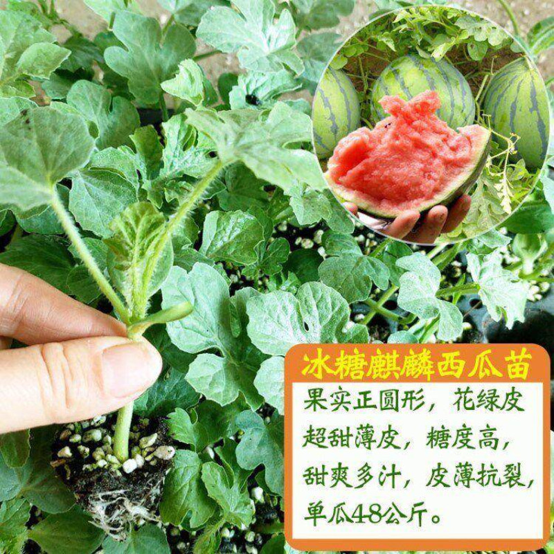 酉瓜苗西爪苗麒麟南方种植口口脆种苗/半成品盆栽