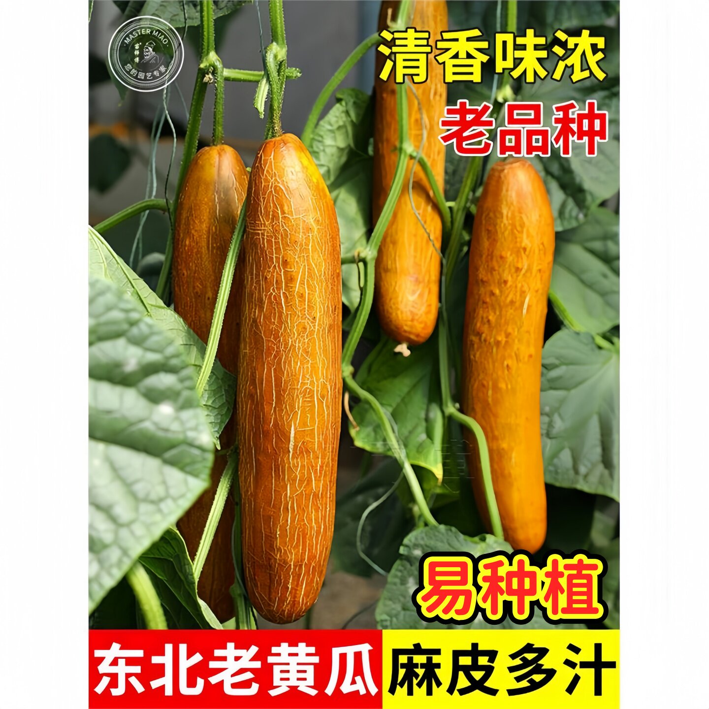东北金山老黄瓜种子/种籽图片