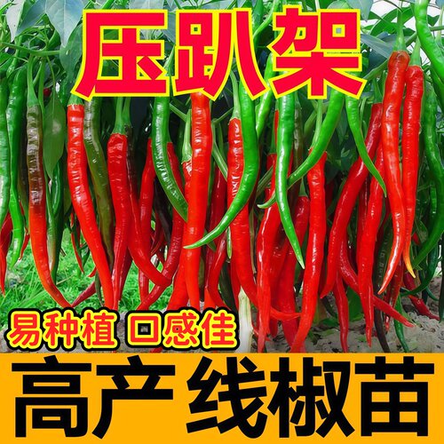 压趴架高产线椒苗秧带土